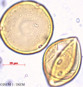 ISEM 1/Carya_illinoiensis_29402/Carya_illinoiensis_29402_0001(copy)_thumb.jpg